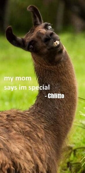 Plik:Chlitto.jpg